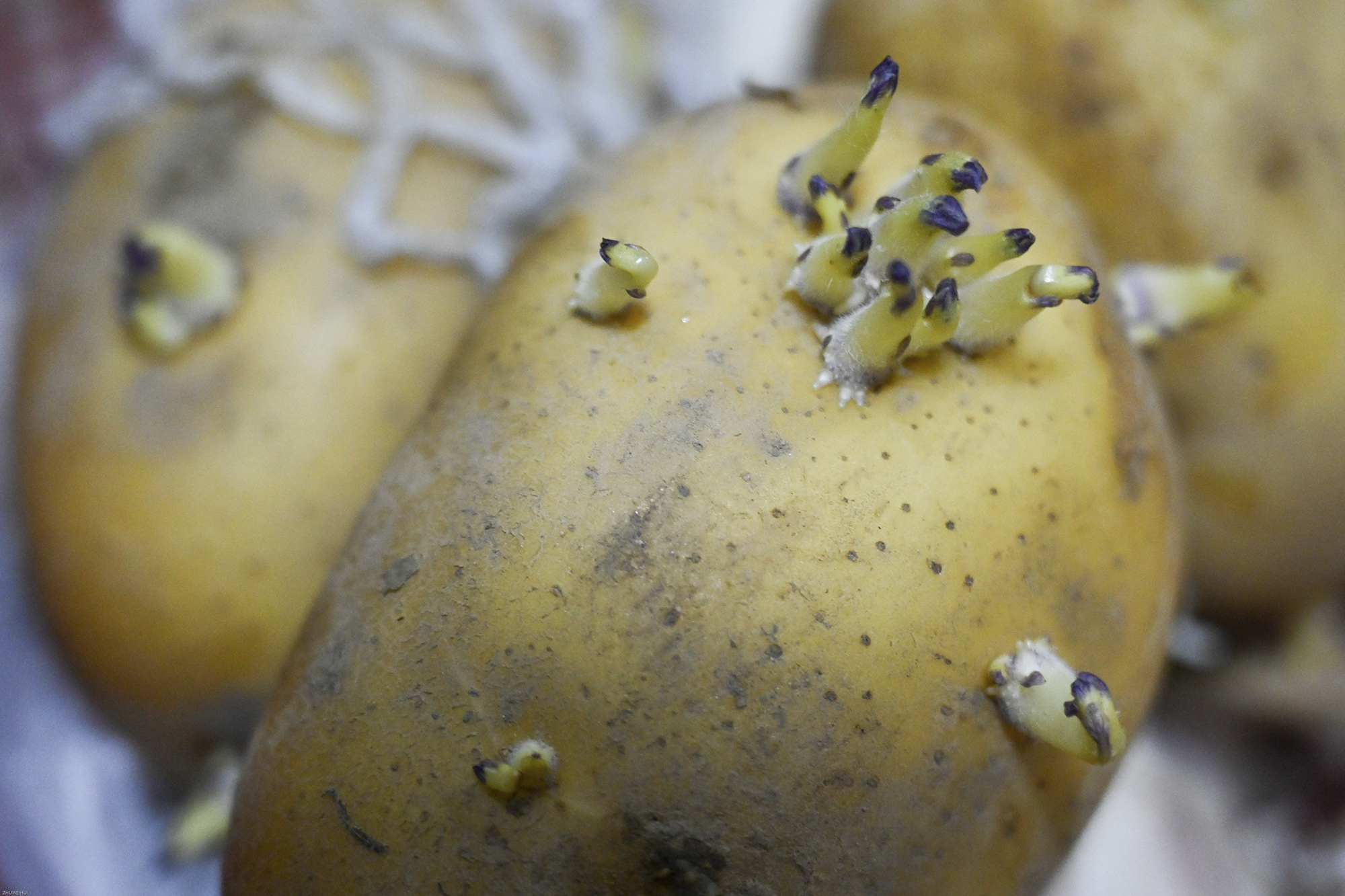 2022年4月14日，上海晶华坊，家里发芽的土豆。