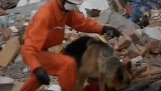 汶川地震中的67只搜救犬已全部离世