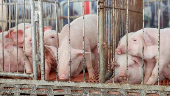 農產品價格周報｜本周豬肉價格繼續上漲，近一個月漲逾15%