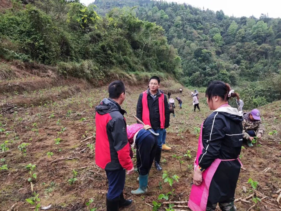 张正淳(中)在桑园指导农户进行科学肥培管理和早春病虫害防治
