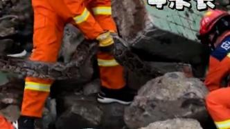 工地碎石堆掉出50多斤重大蟒蛇，消防员徒手活捉