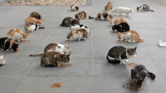 上海静安公园的流浪猫们，收到了暖心投喂
