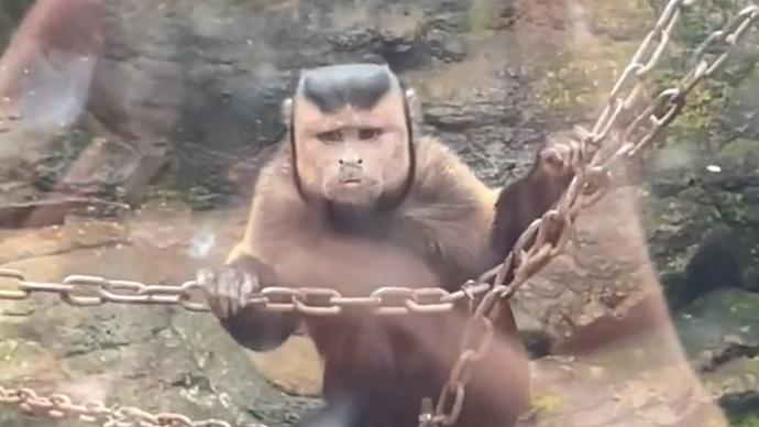 绍兴一动物园现“国字脸”猴，园方：叫黑帽悬猴，属濒危物种