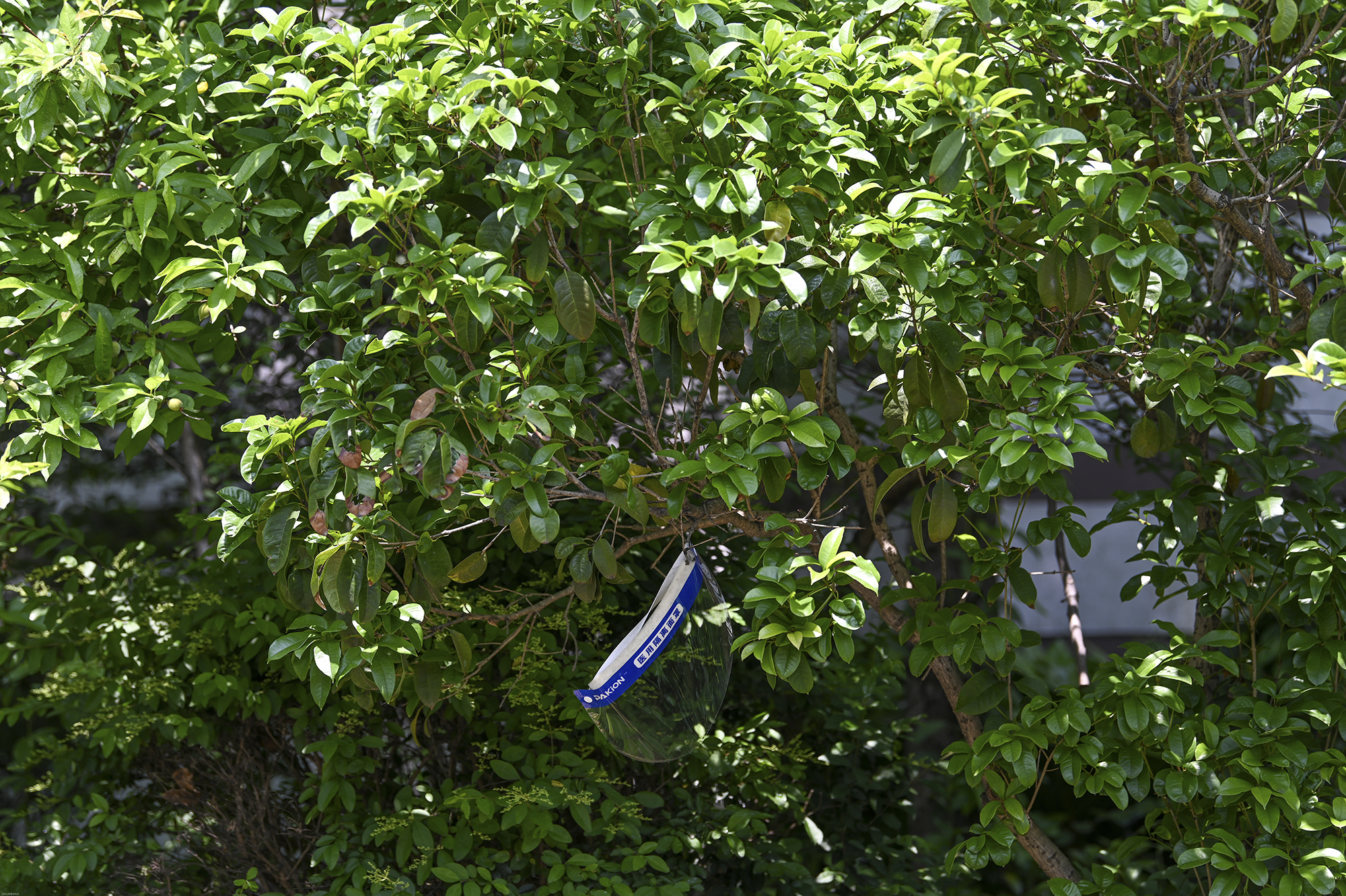 2022年5月3日，上海晶华坊，一副挂在树枝上的面罩。