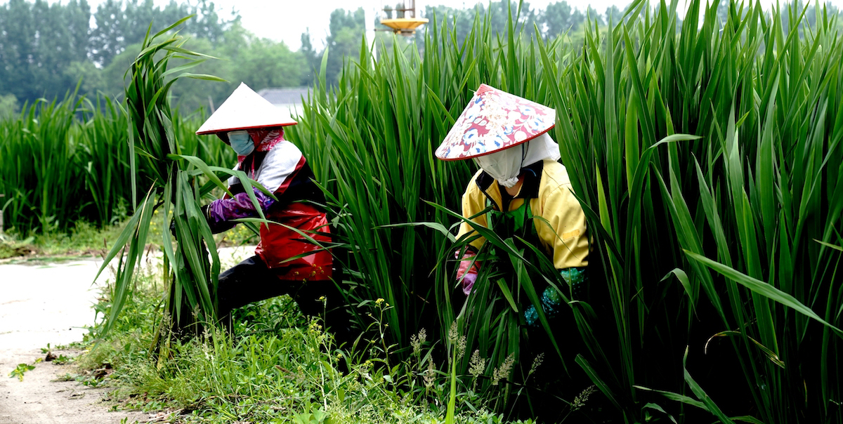 2022年5月15日，上海青浦区练塘镇茭农在种植基地里采收茭白。