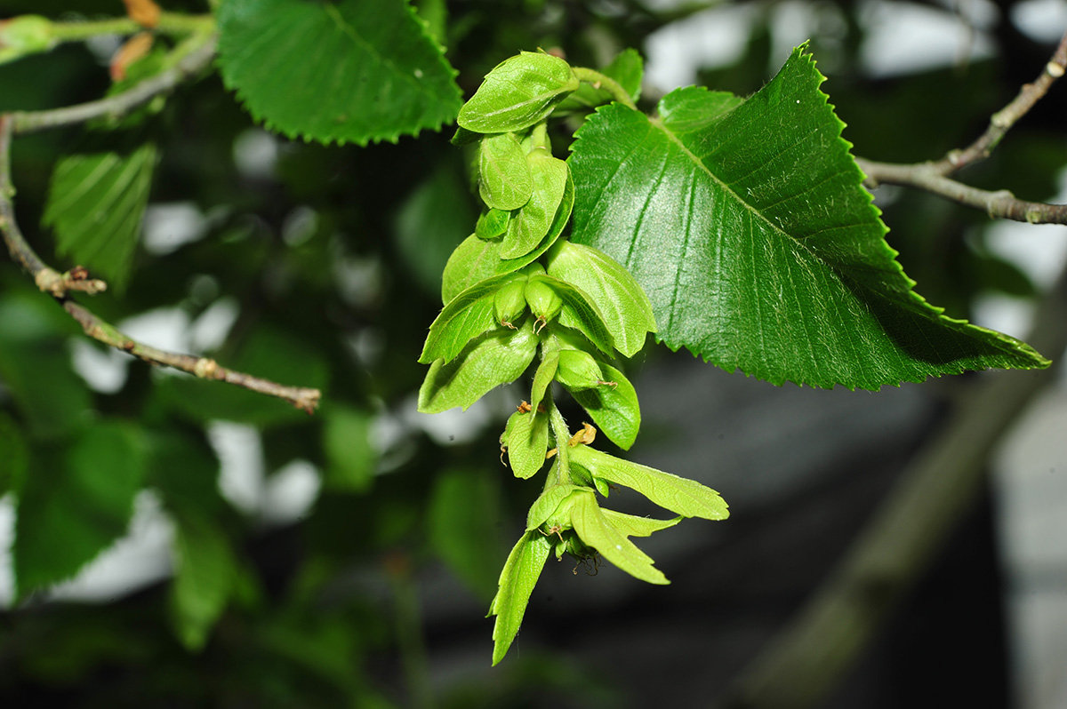 地球独生子极度濒危植物普陀鹅耳枥在辰山植物园首次结果