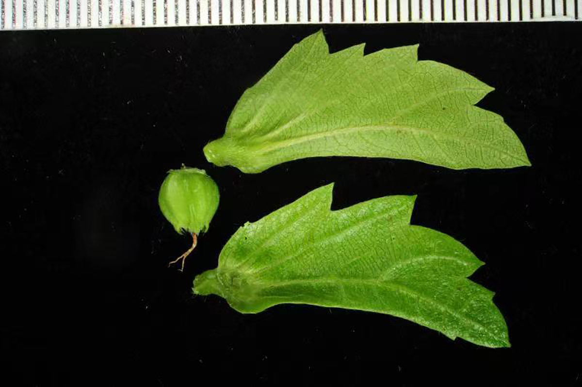 普陀鹅耳枥在辰山植物园首次结果其野生植株全球仅存1棵