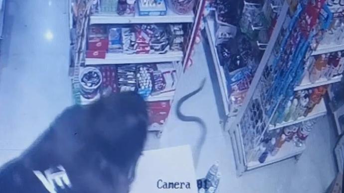 1.5米的蛇“逛”超市，老板吓得跳上桌子报警