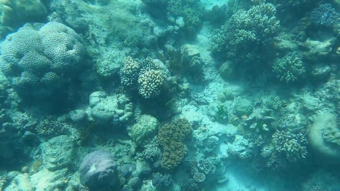 夏季海洋热浪致90%大堡礁出现白化