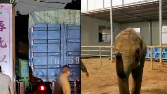 小象莫莉重回昆明动物园画面曝光，评估健康状况后将隔离观察