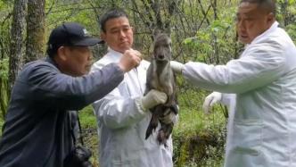 国家一级保护动物林麝卡护栏受伤，被救助后放归大自然