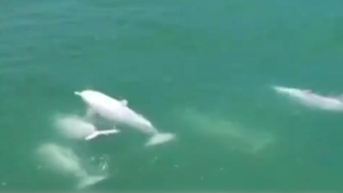 国家一级保护动物中华白海豚频频到访南澳岛