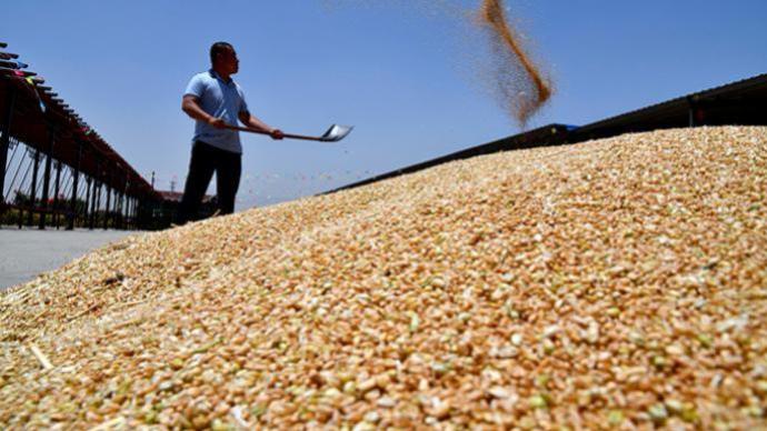 印度政府宣布放宽小麦出口禁令，允许向埃及出口一批小麦