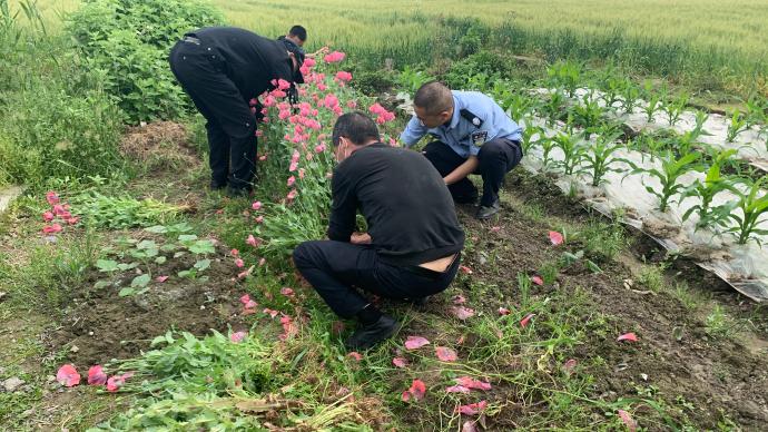 萧山警方开展“铲毒”行动：铲除罂粟三千余株，抓获16人