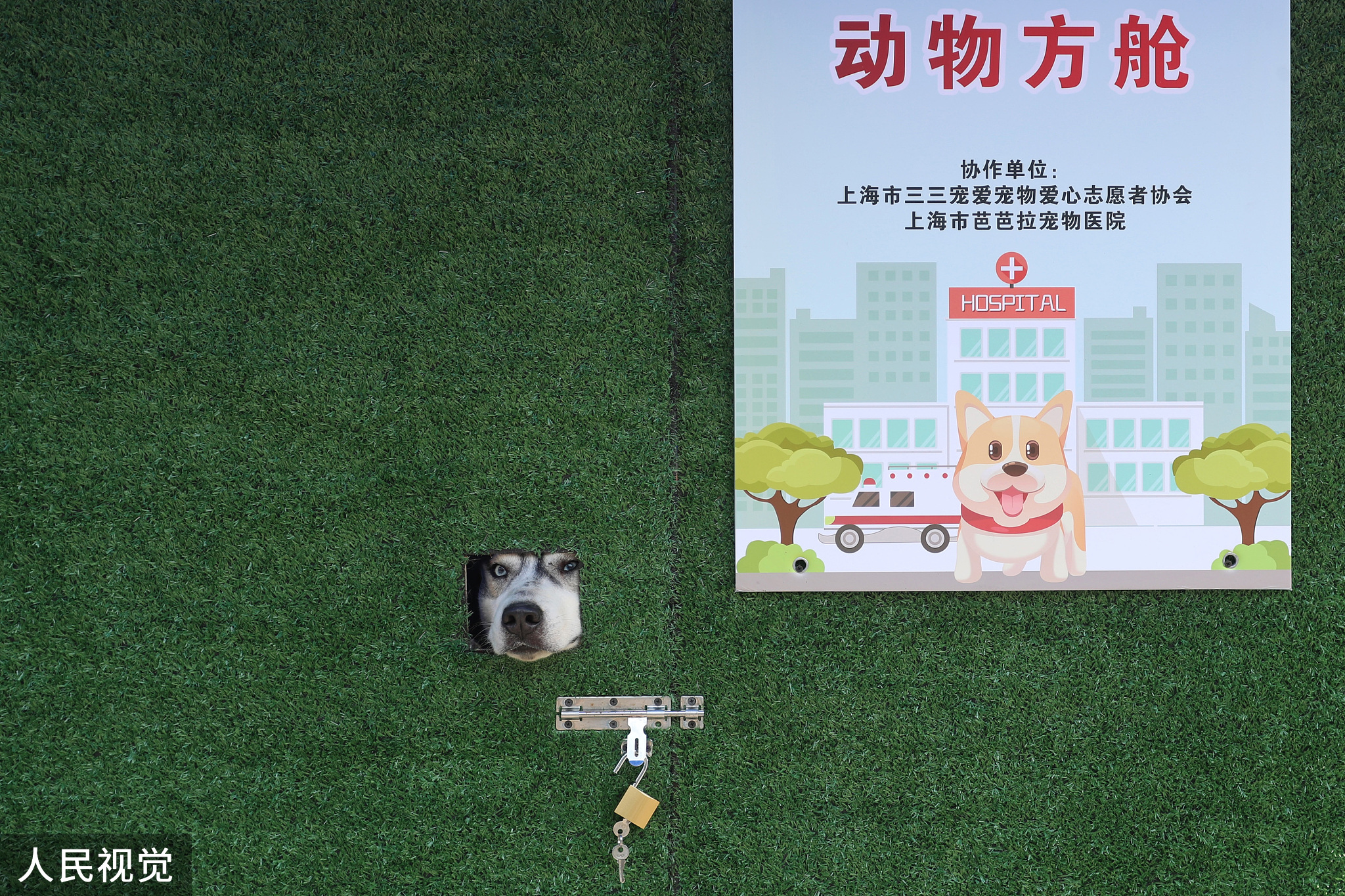 2022年5月17日，上海首个“动物方舱”里的18只“毛孩子”集体出舱。图为一只哈士奇趴在“动物方舱”的洞口。本文图片除署名外均为 中新社记者 张亨伟 图