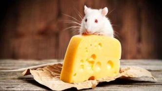 减少饮食中的蛋白质含量后，小鼠身上发现一种延长寿命的激素