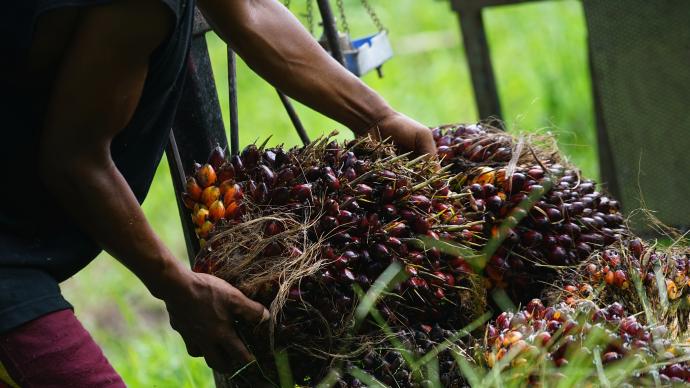 印尼农民抗议棕榈油出口禁令，佐科支持率跌至六年来最低