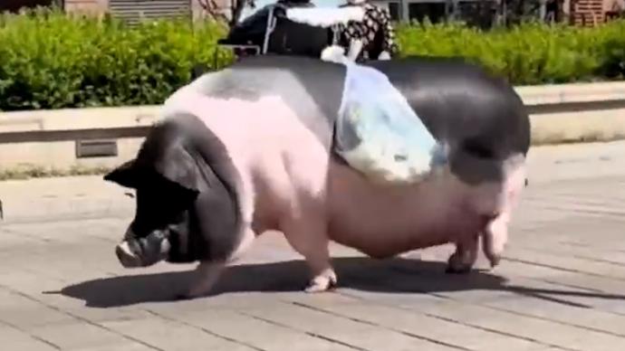 400斤宠物猪帮驮菜，主人：养猪千日用猪一时