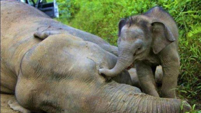 最新研究：视频显示亚洲大象可能会哀悼它们的死亡同胞