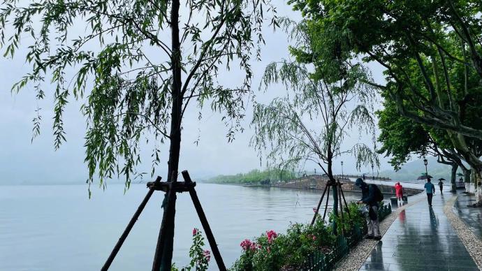 中纪委网站评论：西湖的柳树不仅在词人笔下，也在老百姓心头