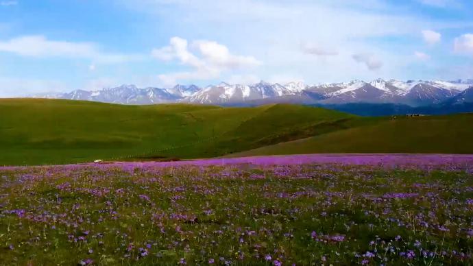 瞰见｜新疆喀拉峻草原的紫色花海