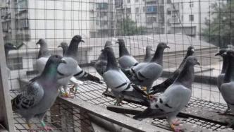 宁夏一网民投诉邻居养鸽扰民，官方：此鸽棚系地震宏观观测点