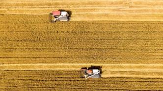 国家粮食和物资储备局：今年小麦丰收有基础，油菜籽产量有望增加