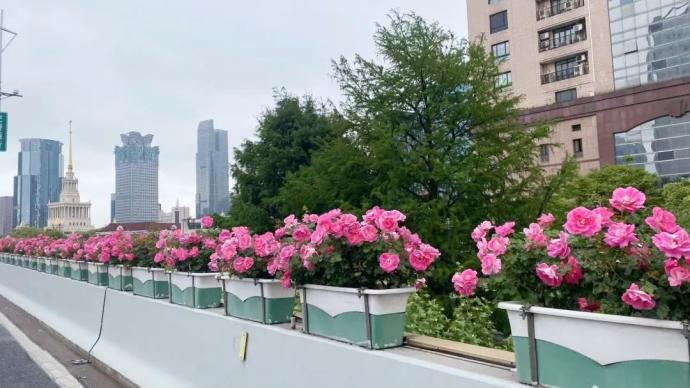 上海加强养护高架沿口月季，以“百里花带”迎接复工复产