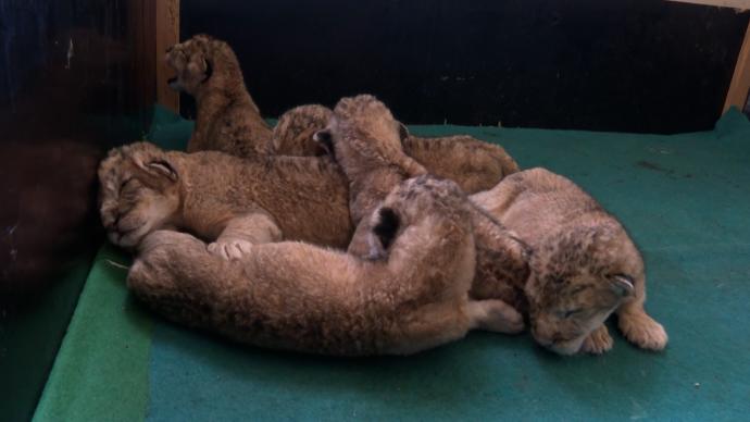 母狮诞下六胞胎平全国纪录，幼崽萌态十足闭着眼睛狂吃奶