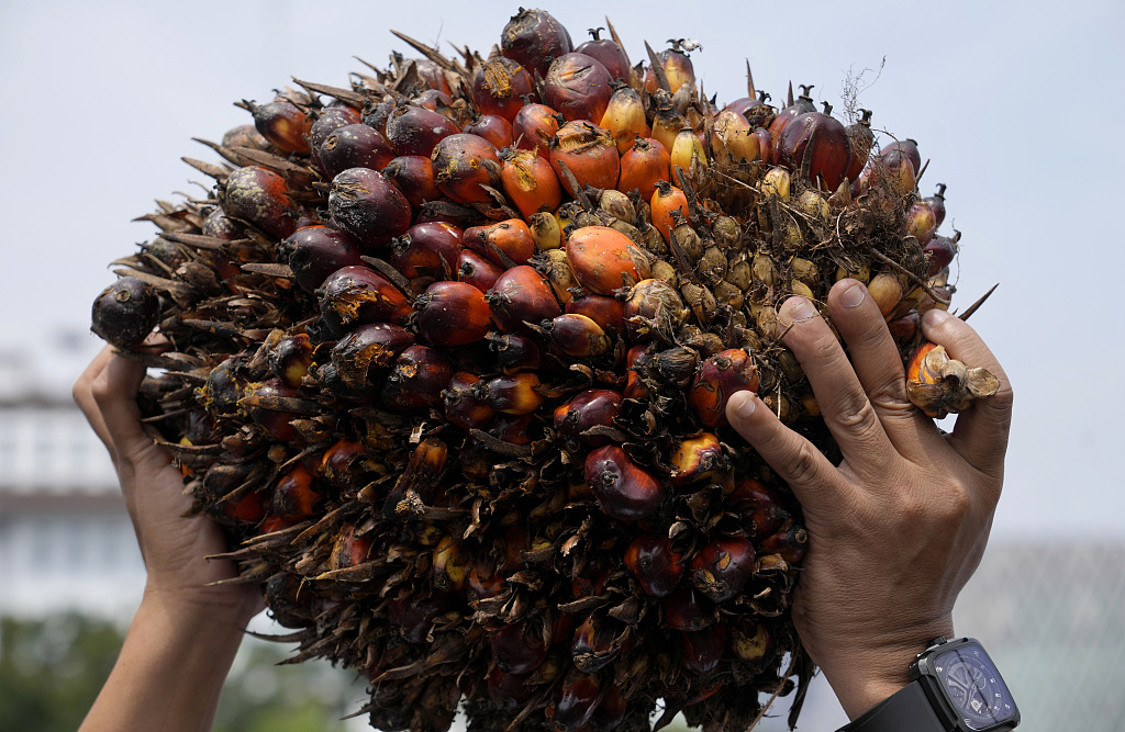 当地时间2022年5月17日，印尼雅加达，民众手捧棕榈果。