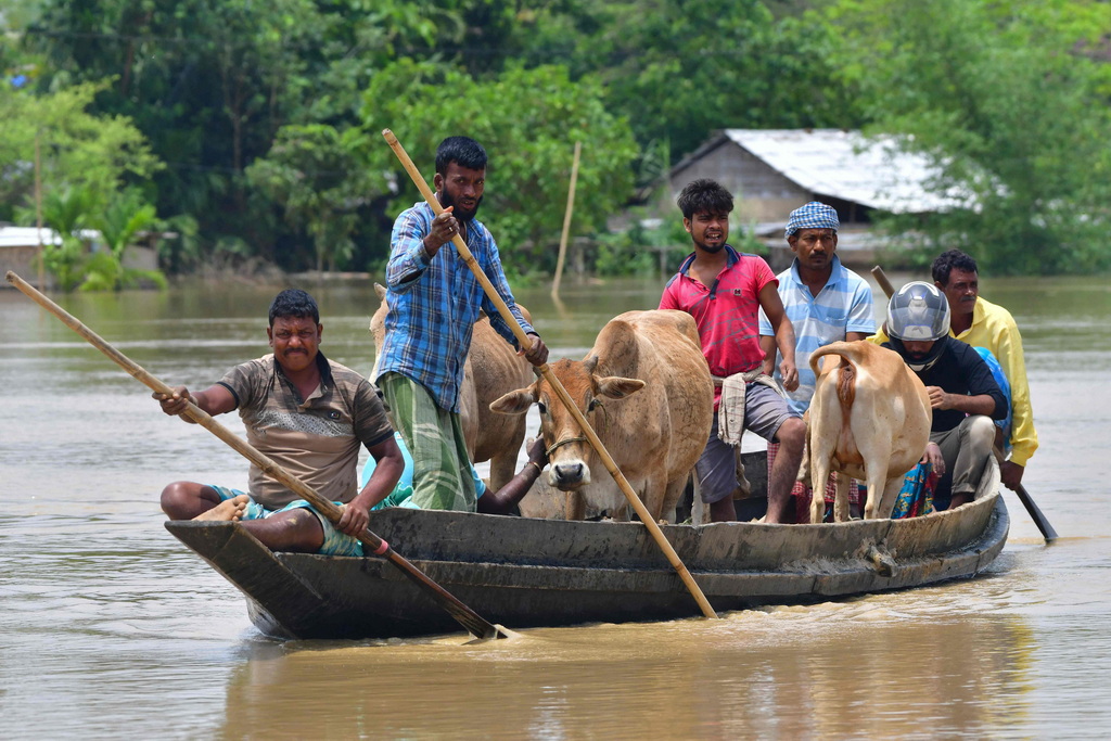 当地时间2022年5月19日，印度阿萨姆邦纳加翁地区，罕见的暴雨过后，村民们驾着牛乘船穿过洪水泛滥地区。  