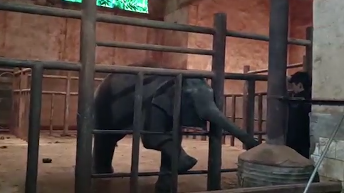 重回云南的小象“莫莉”：多项指标正常，正开展饲料转换适应