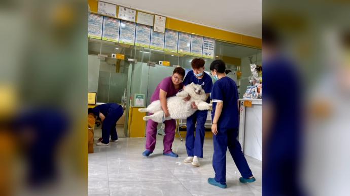70斤狗狗害怕打针吃药拒就医，被医生强行抬走