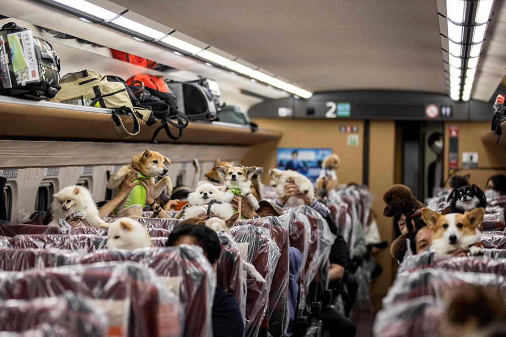 当地时间2022年5月21日，日本长野县，当地打造“宠物友好列车”，乘客可抱着宠物乘车，而无需将狗狗关进专用宠物袋中。