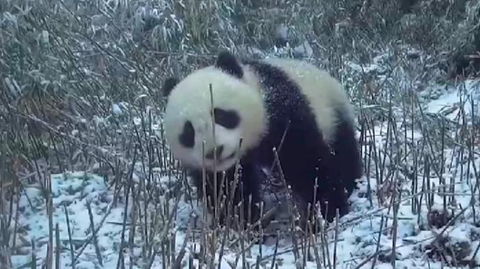 珍贵画面！红外相机拍摄到野生大熊猫母子活动影像