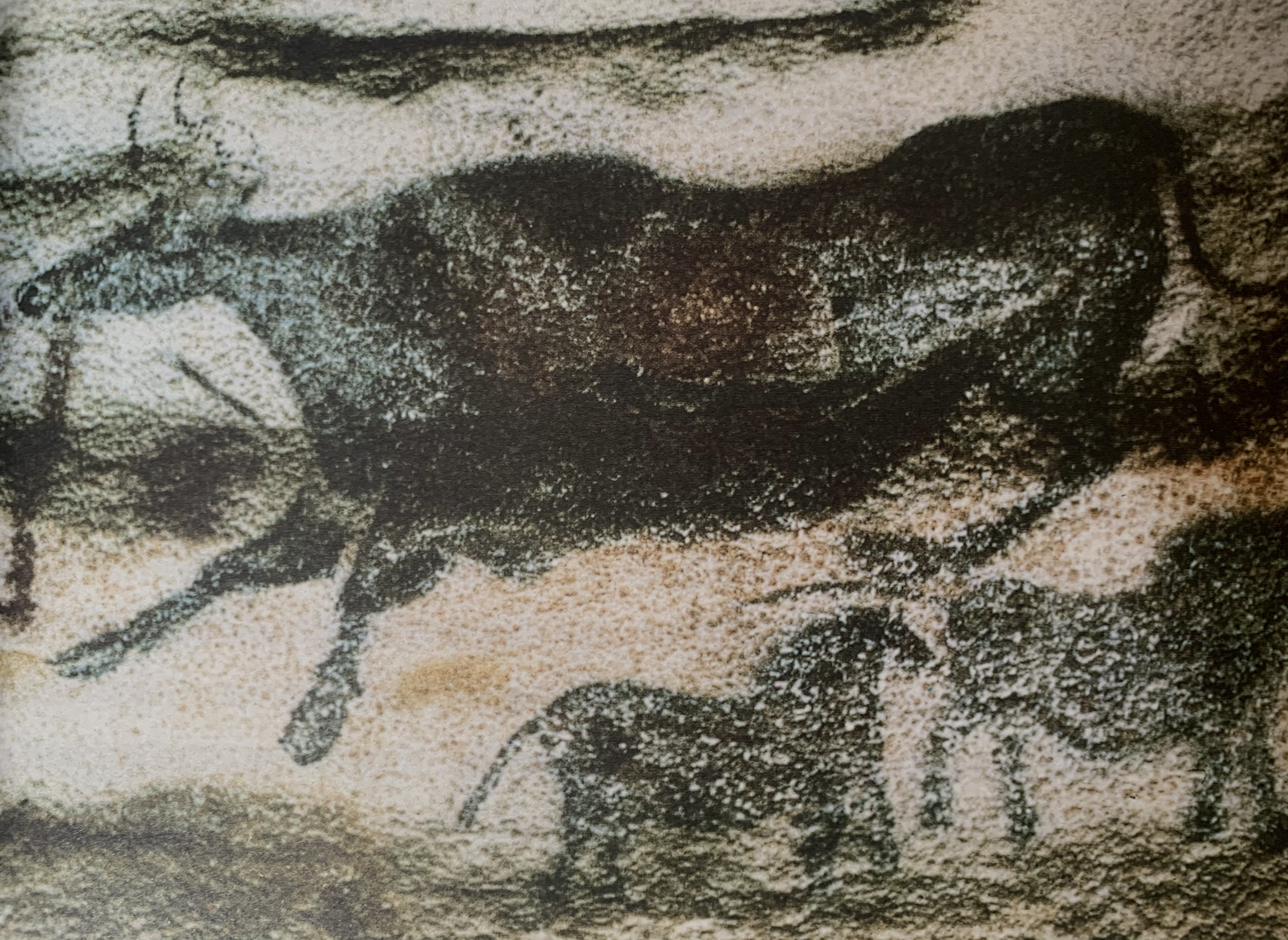 拉斯科洞穴壁画上的牛