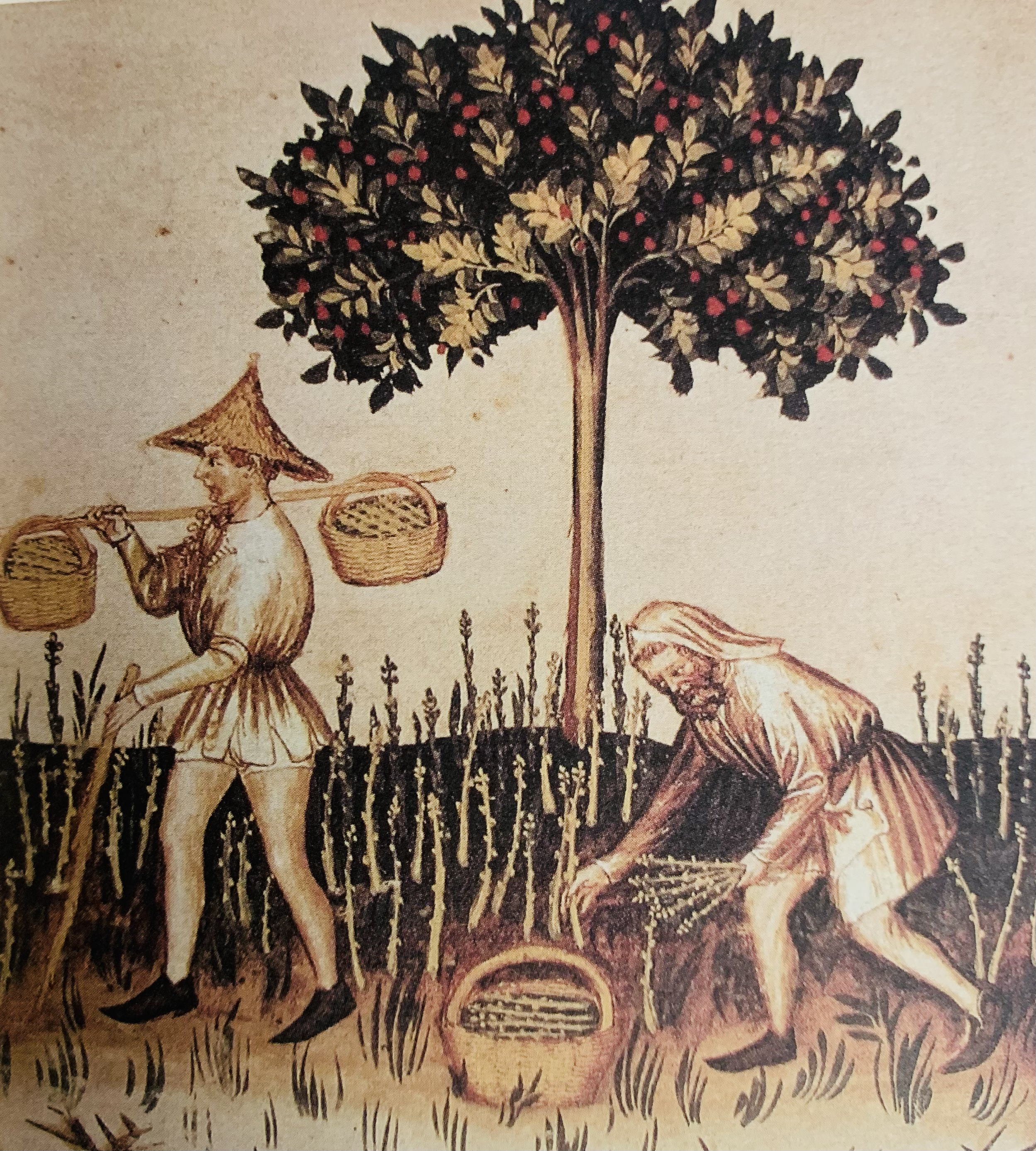十四世纪绘画 收割芦笋