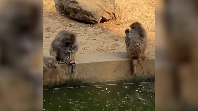 南京一动物园环境脏乱猴子啃食垃圾？园方：施工导致，将改善