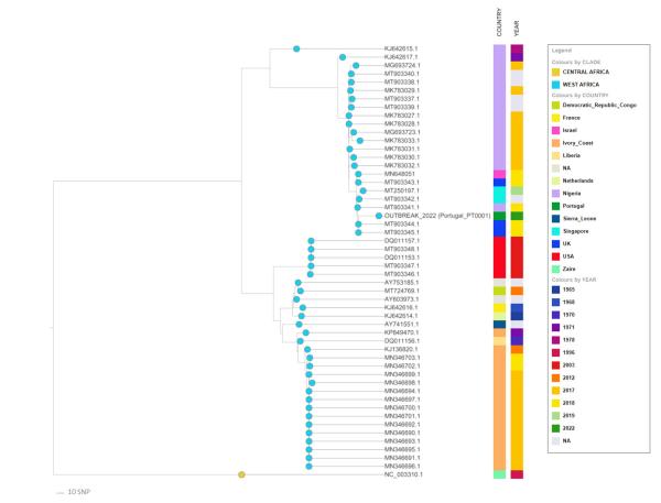 图一：葡萄牙团队公布的基因进化树分析草案基于对包括52个猴痘病毒基因序列的核心比对（在137 668 bp长度的基因序列中比对了955个变异位置）