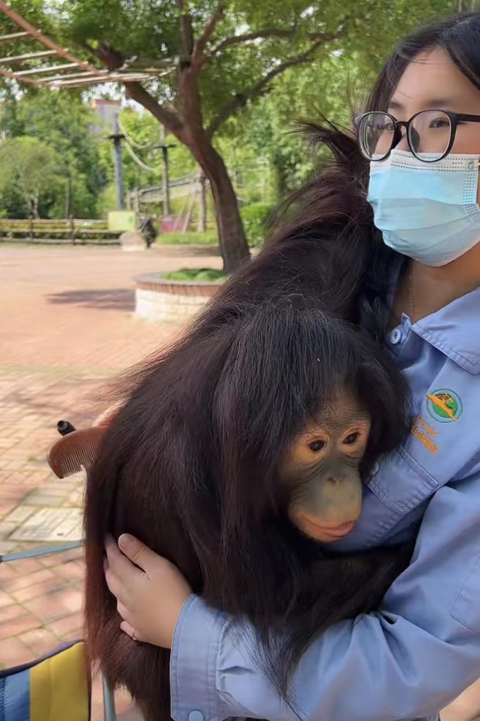 饲养员张淑雯抱着红猩猩“小葡萄”。