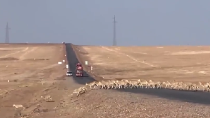 百余只藏羚羊在可可西里排队过马路