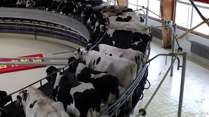 奶牛坐上“旋转木马”，它们这是干啥呢？