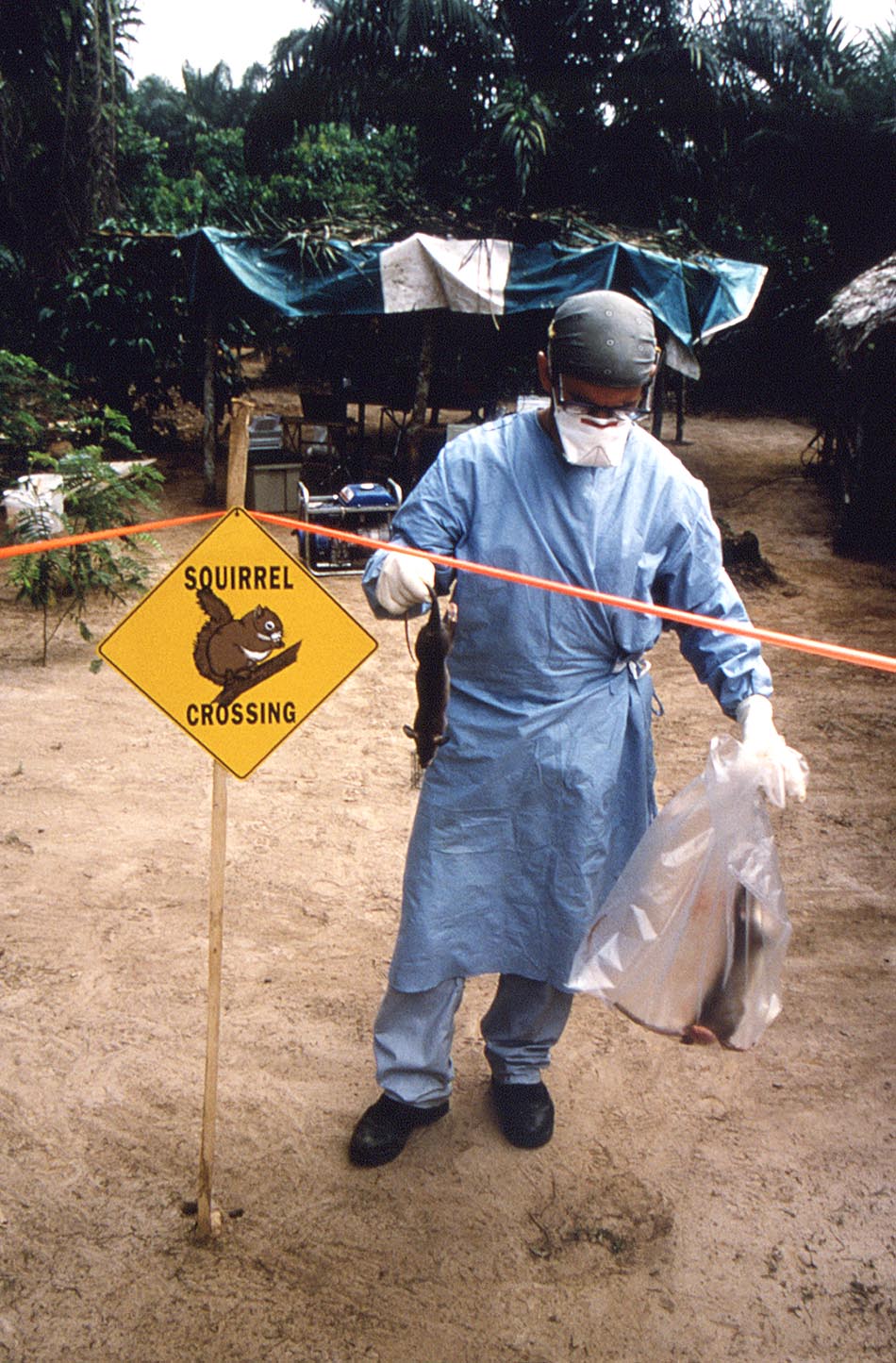 1997年，刚果（金），研究人员进行一场猴痘疫情调查，他手中的袋子里装着一只死去的冈比亚老鼠。人民视觉 图
