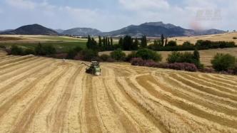土耳其南部城市阿达纳进入大麦收割季