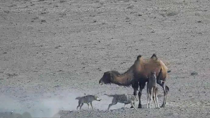 幼崽被狼攻击，母骆驼拼死守护4小时