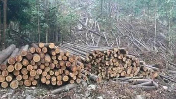 濫伐林木、危害珍貴野生動物，十起打擊破壞生物多樣性案公布