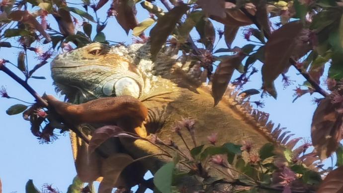 孤儿学校来了一米长“怪物”趴树不动，专家判断为美洲鬣蜥