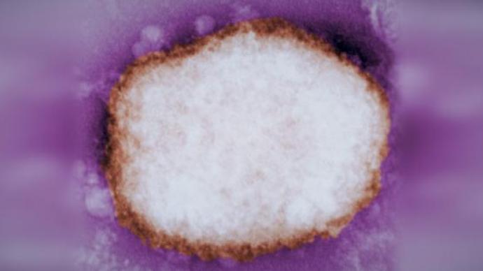 欧盟卫生机构警告：猴痘病毒如果外溢欧洲动物，将会持续流行