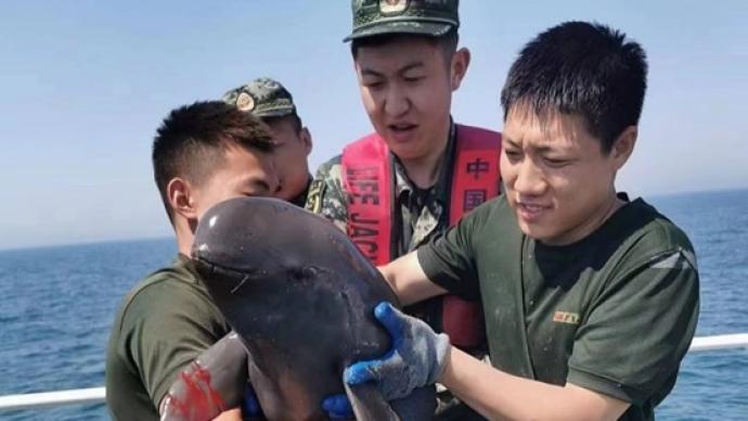 山东烟台海警成功救助一只江豚，系误闯渔网受困