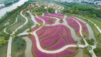 上海“花开海上”生态园试点重启，人们背着帐篷牵着宠物来了